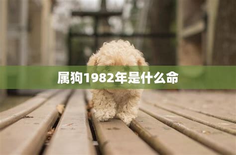 1982年是什么年|1982年是什么年